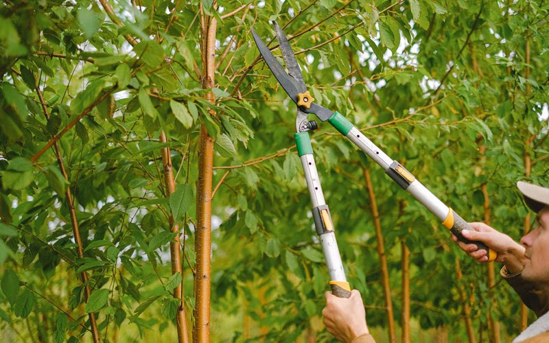 Tree trimming in Strasburg, ND