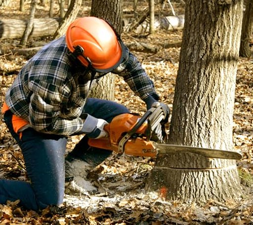 Tree Removal in Strasburg, ND